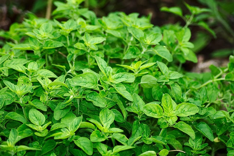 15 Best Plants to Grow Hydroponically (With Pictures)