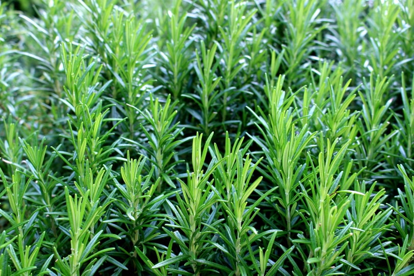 15 Best Plants to Grow Hydroponically (With Pictures)