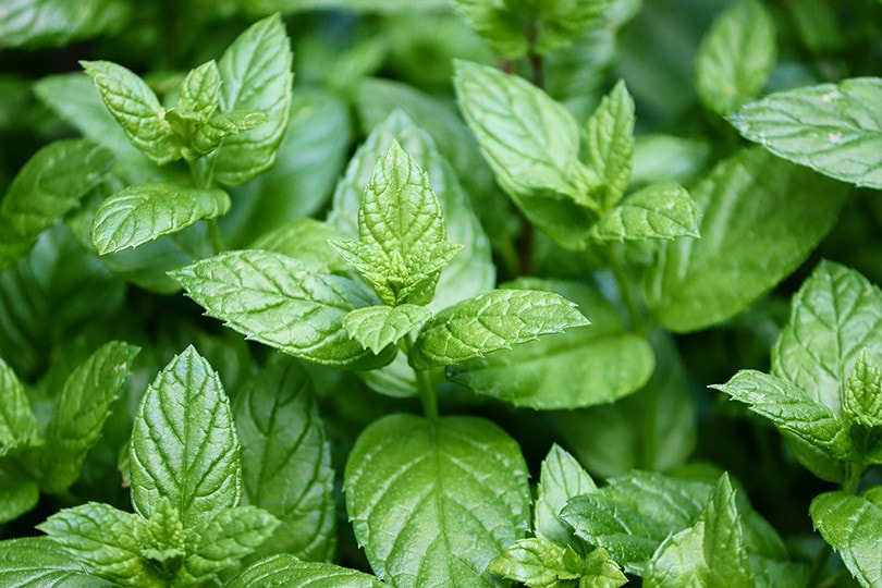 15 Best Plants to Grow Hydroponically (With Pictures)