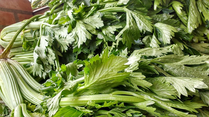 15 Best Plants to Grow Hydroponically (With Pictures)