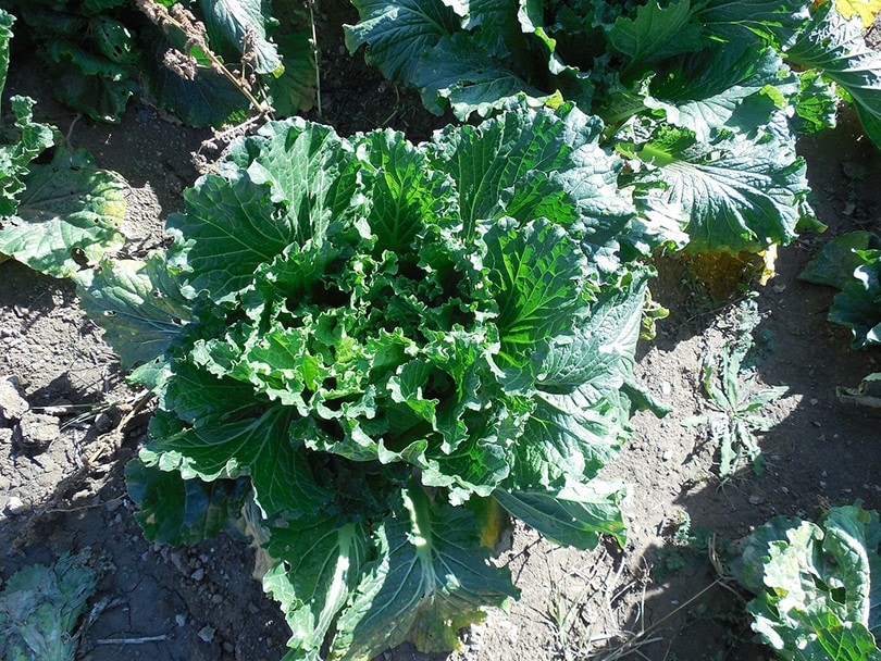 15 Best Plants to Grow Hydroponically (With Pictures)
