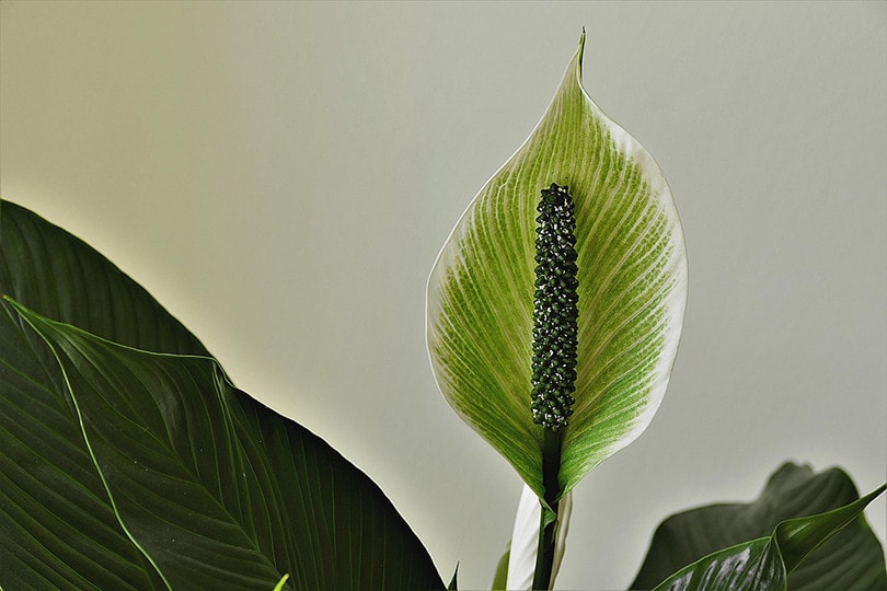 15 Best Plants to Grow Hydroponically (With Pictures)