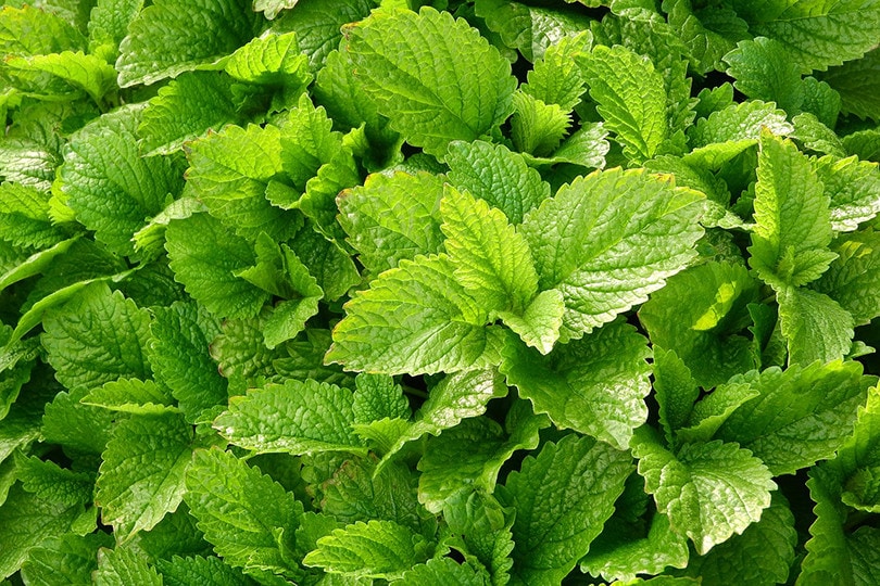 15 Best Plants to Grow Hydroponically (With Pictures)