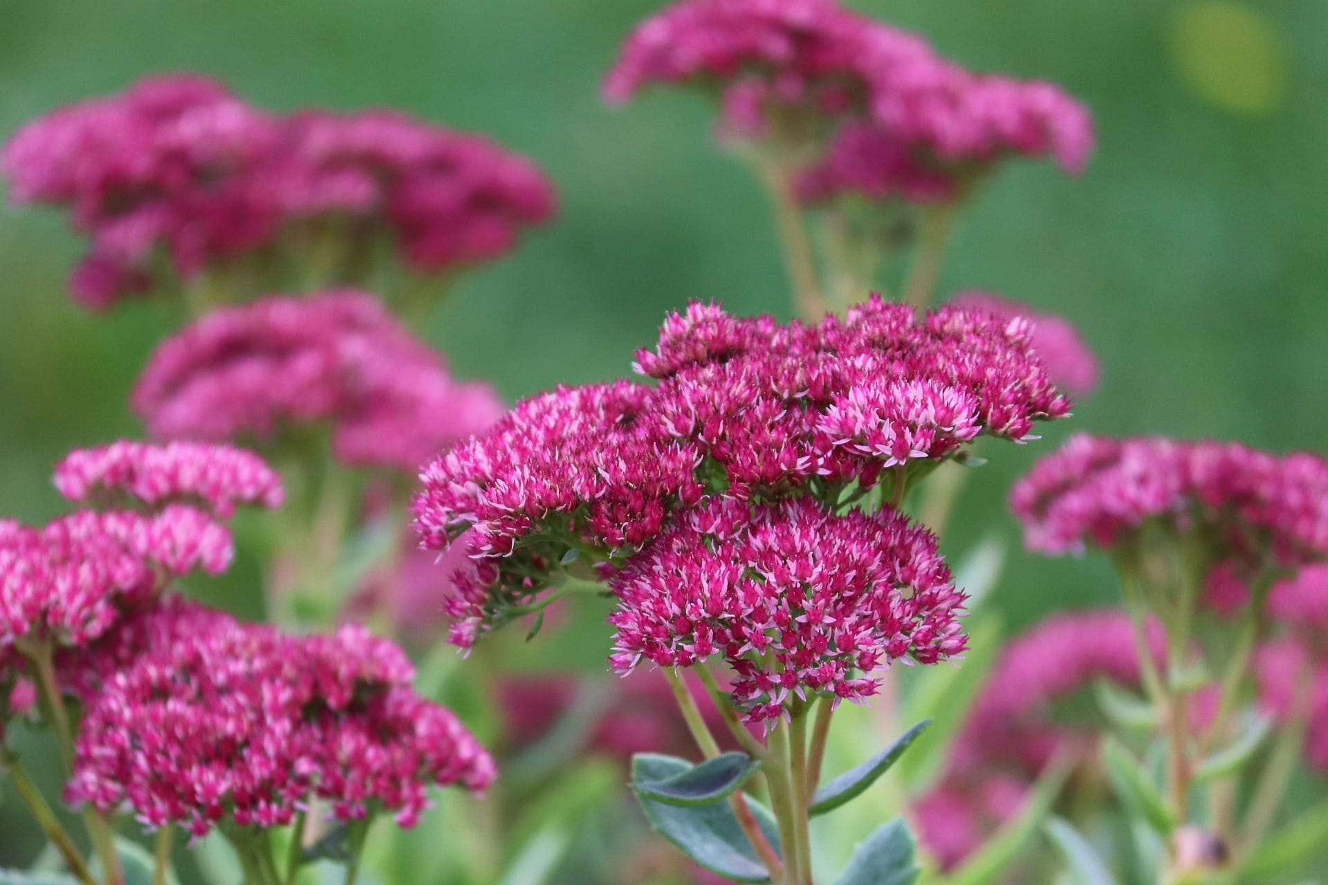 10 Best Flowers to Grow in Colorado (With Pictures)