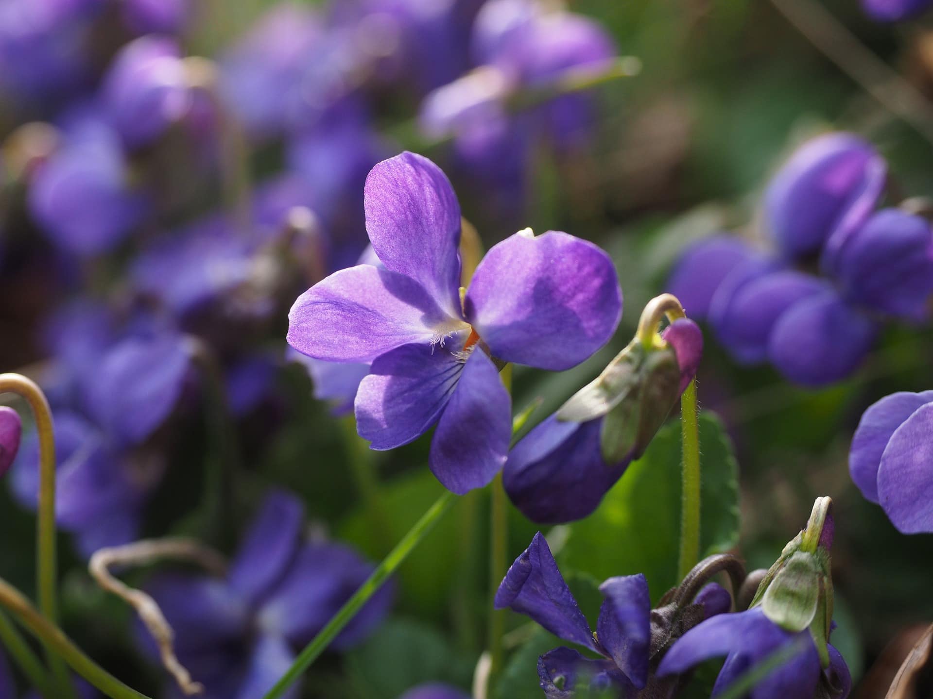 10 Best Flowers to Grow in Colorado (With Pictures)