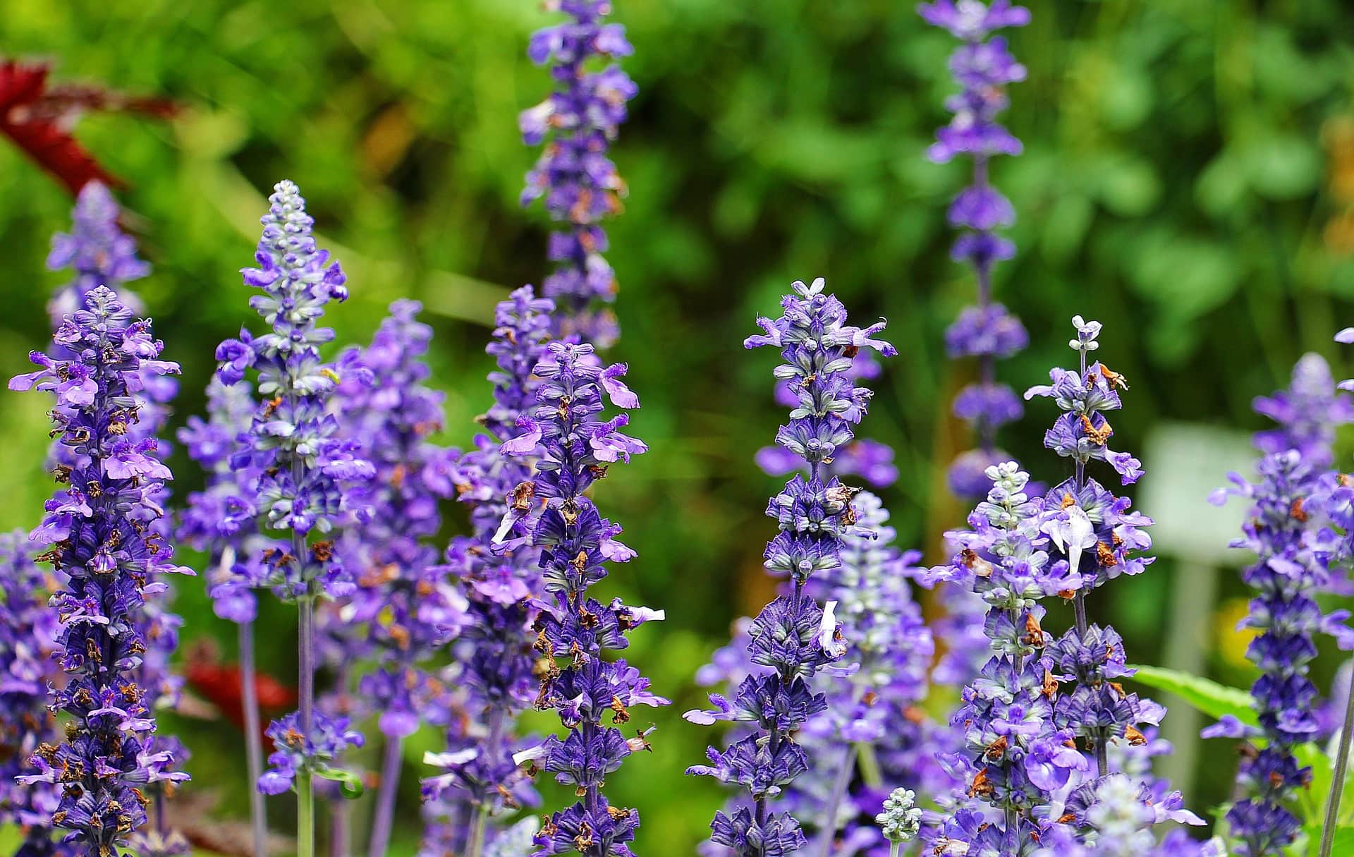 10 Best Flowers to Grow in Colorado (With Pictures)