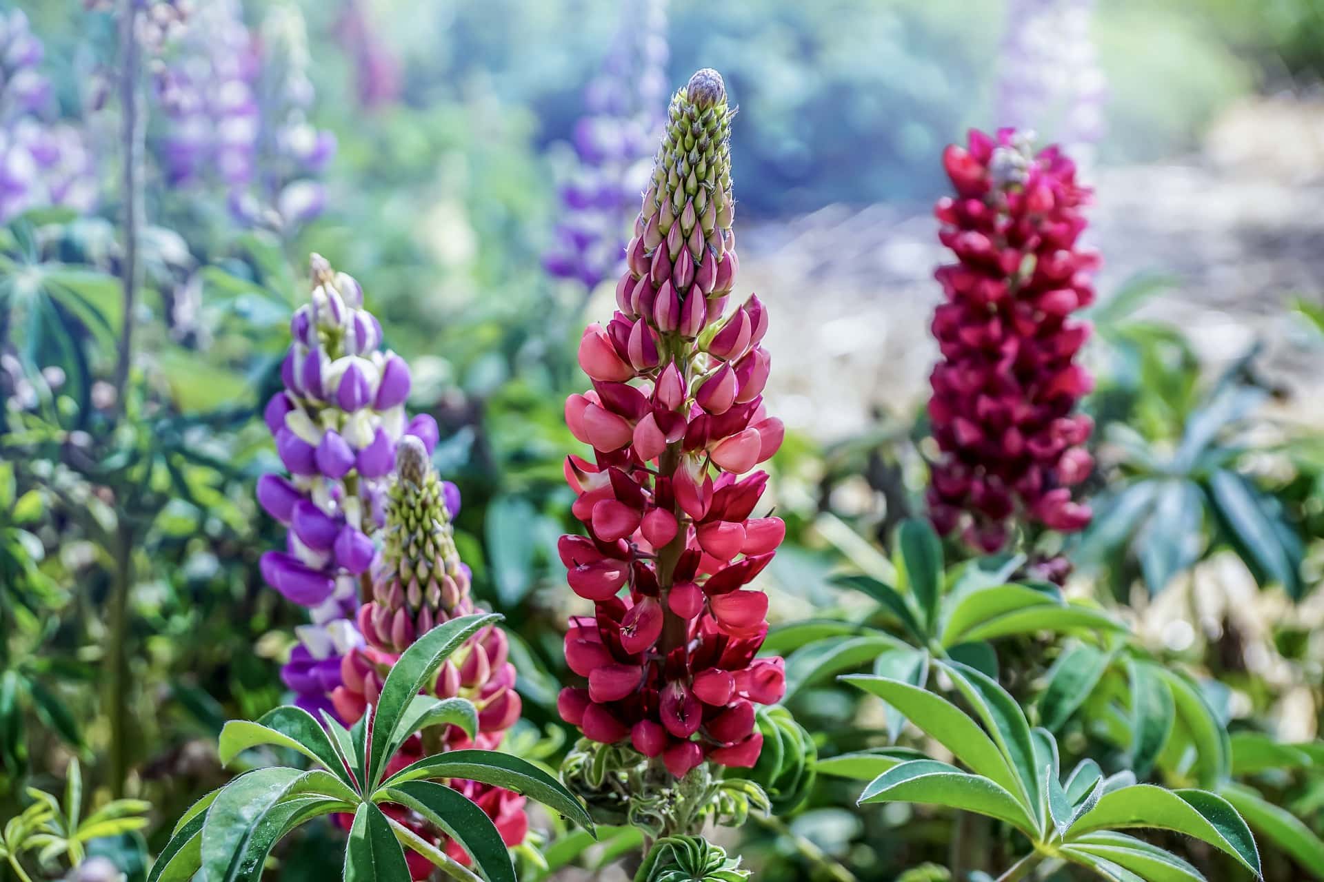 10 Best Flowers to Grow in Colorado (With Pictures)