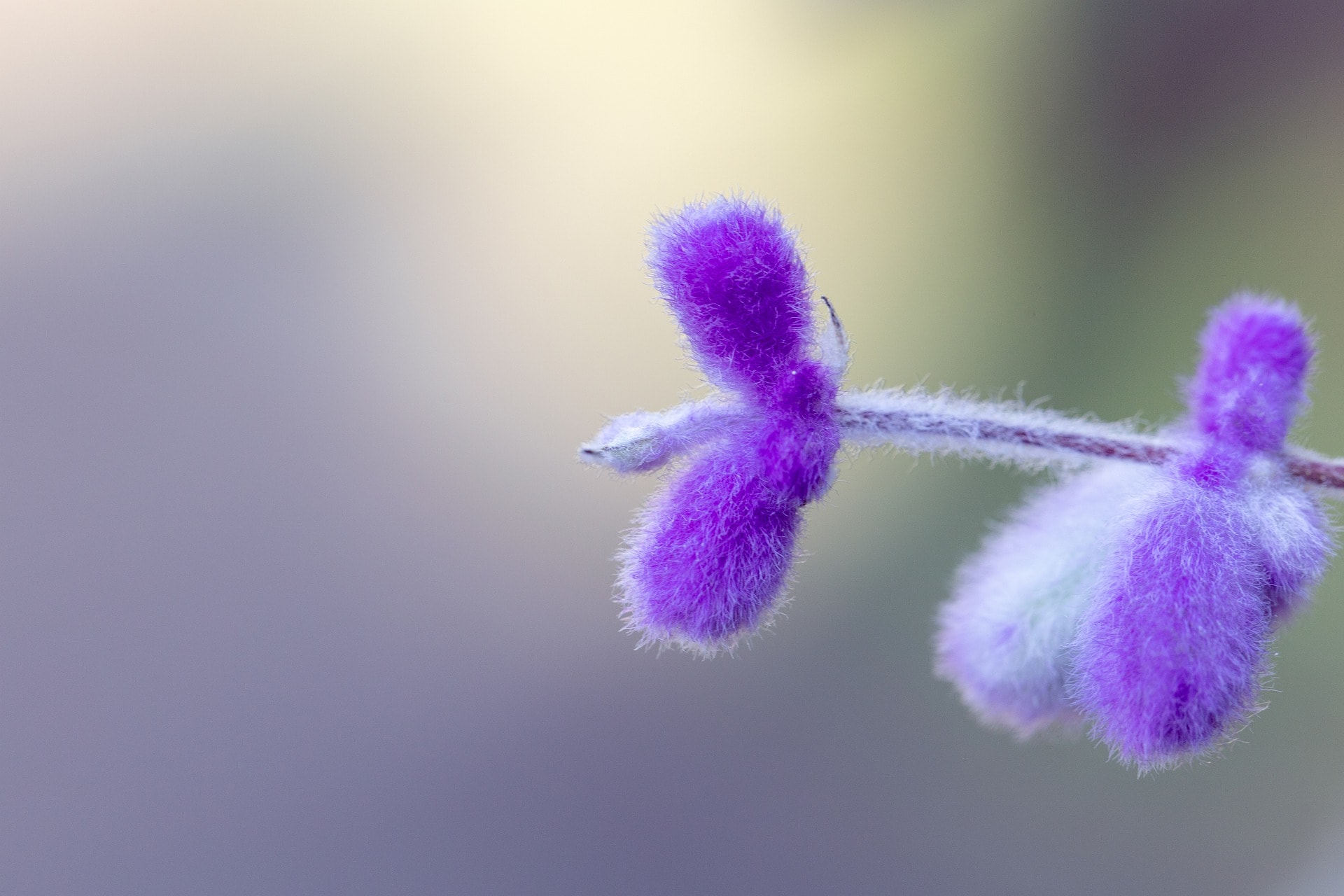 10 Best Flowers to Grow in Colorado (With Pictures)