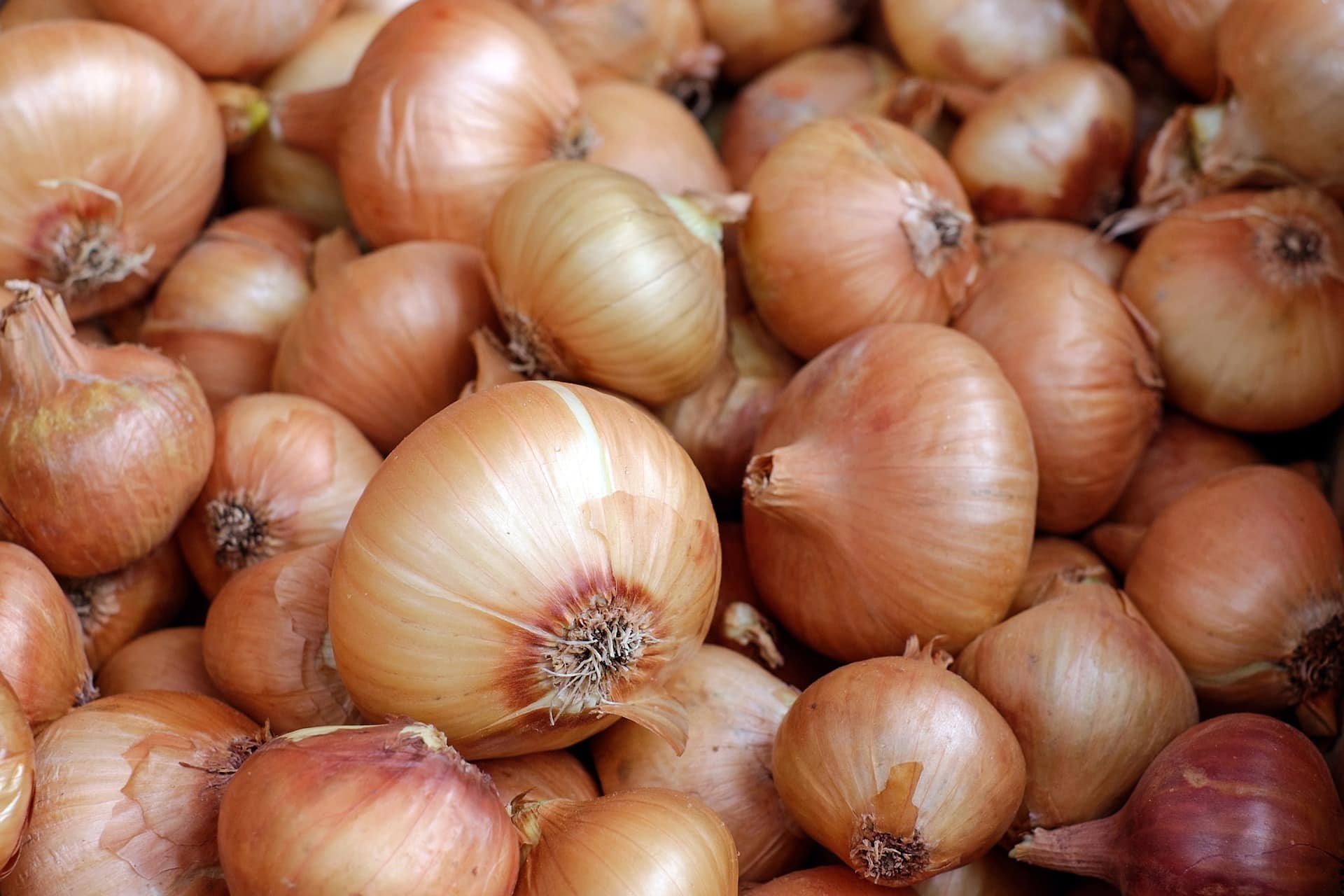 14 Best Vegetables to Grow in the Winter (With Pictures)