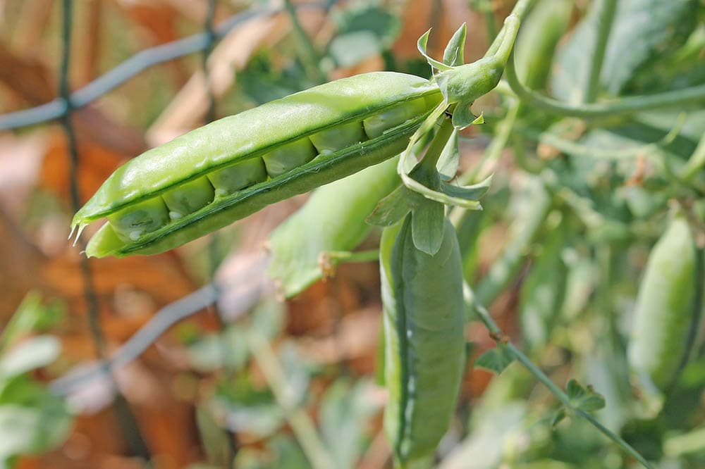 14 Best Vegetables to Grow in the Winter (With Pictures)