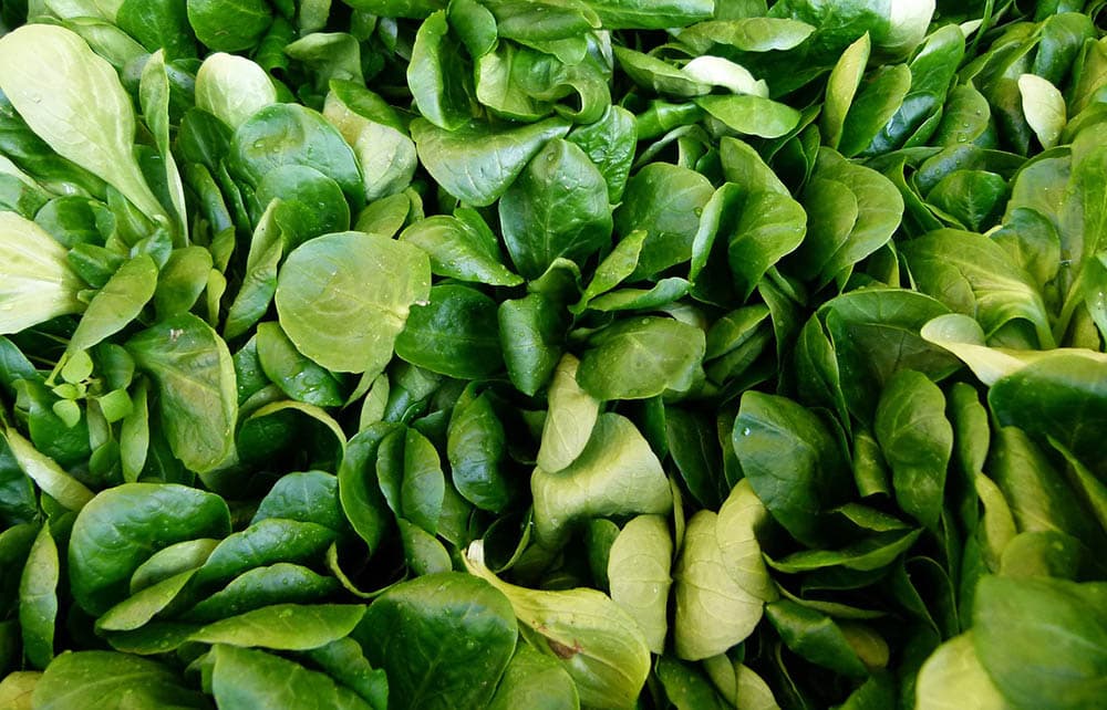 14 Best Vegetables to Grow in the Winter (With Pictures)
