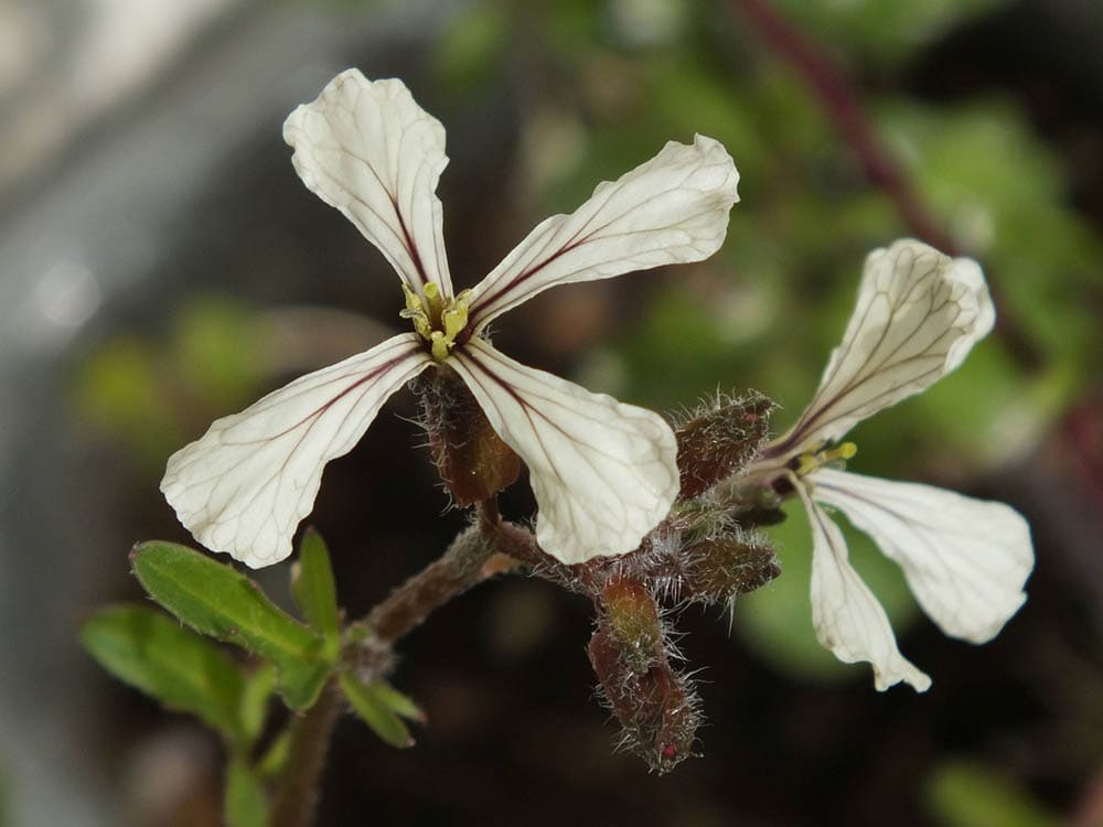 14 Best Vegetables to Grow in the Winter (With Pictures)