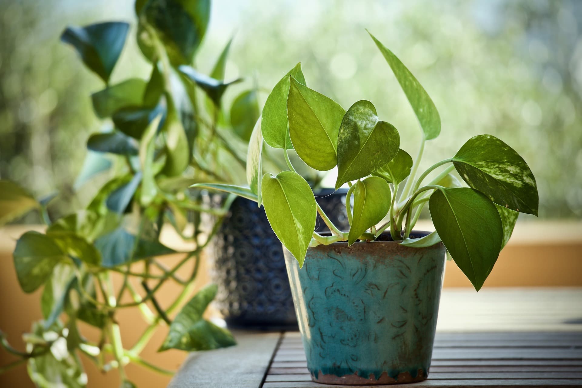 25 Best Plants to Grow in Water (with Pictures)