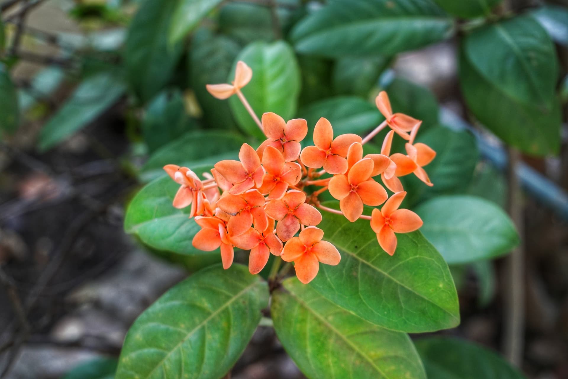 25 Best Plants to Grow in Water (with Pictures)