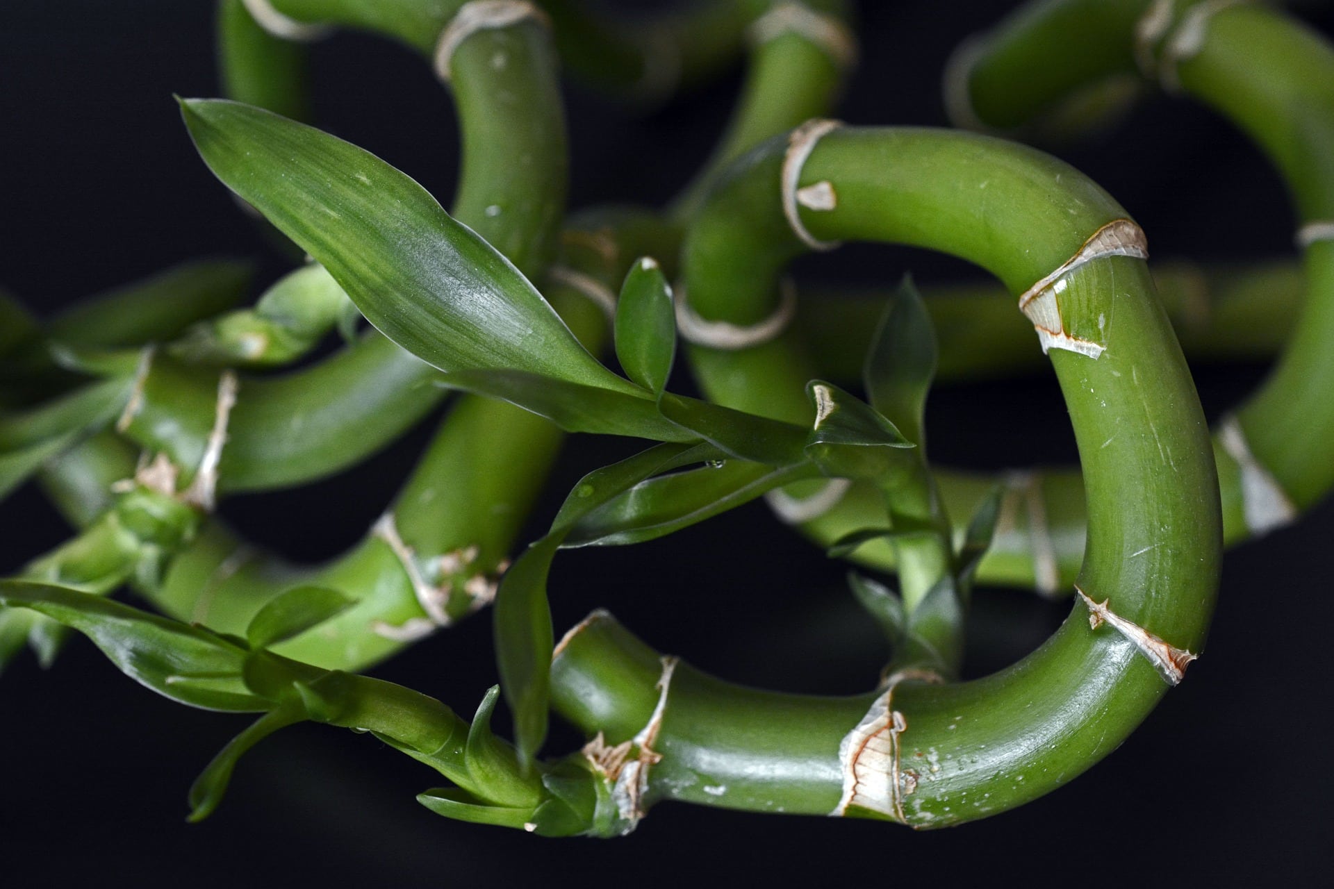 25 Best Plants to Grow in Water (with Pictures)