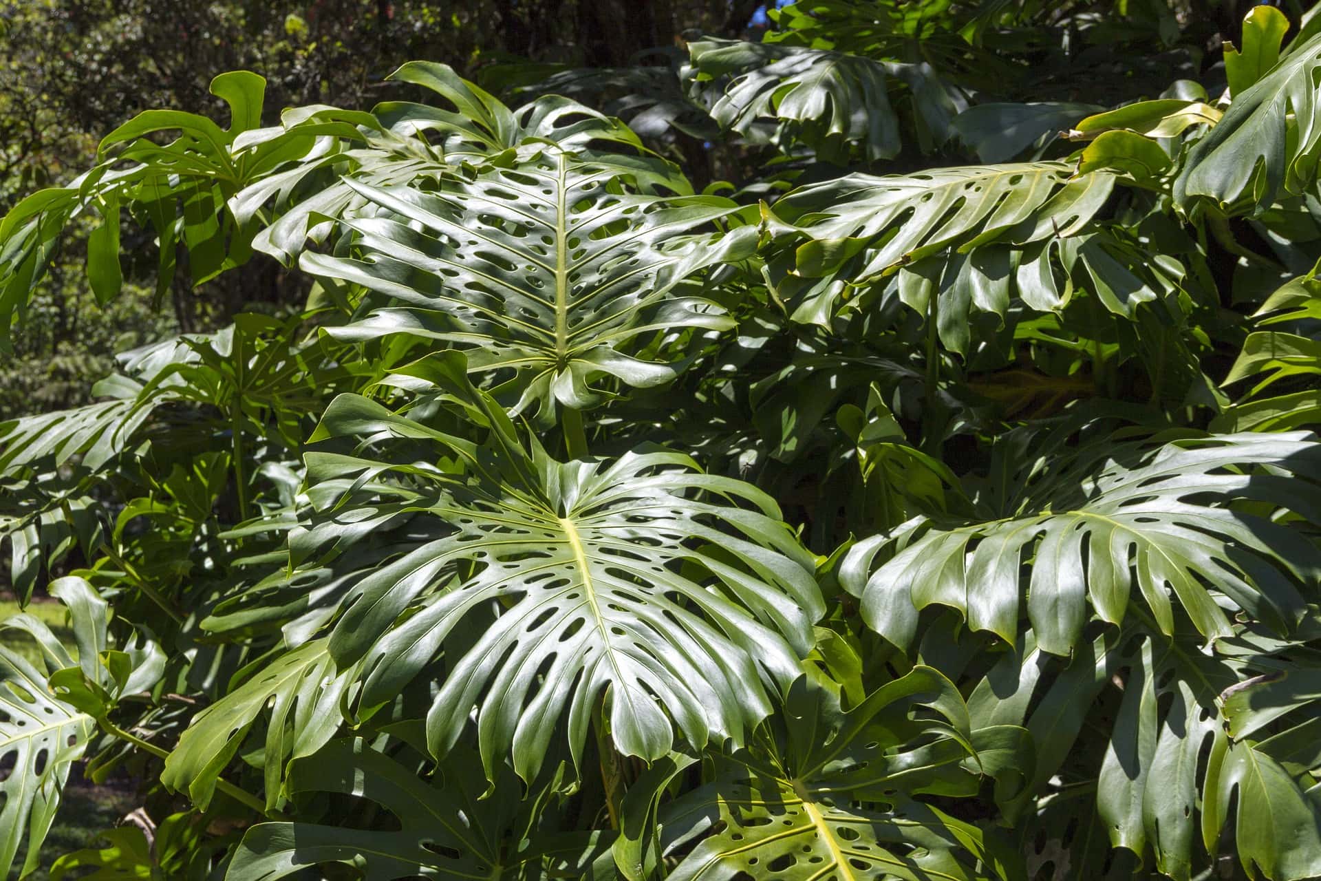 25 Best Plants to Grow in Water (with Pictures)