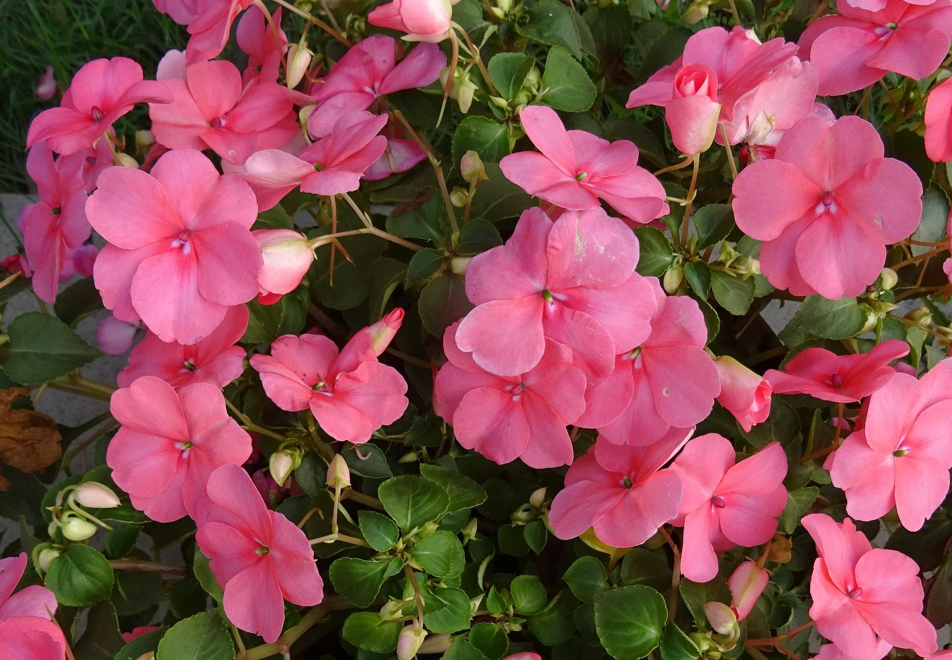 25 Best Plants to Grow in Water (with Pictures)