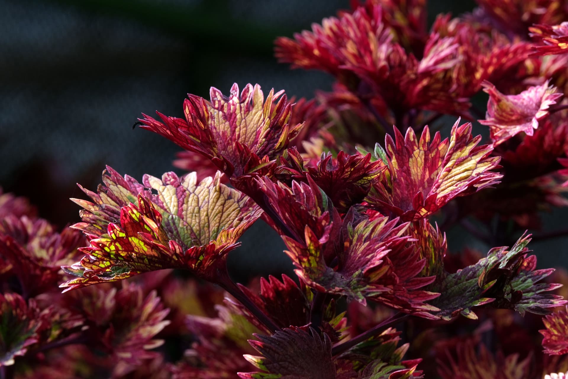 25 Best Plants to Grow in Water (with Pictures)