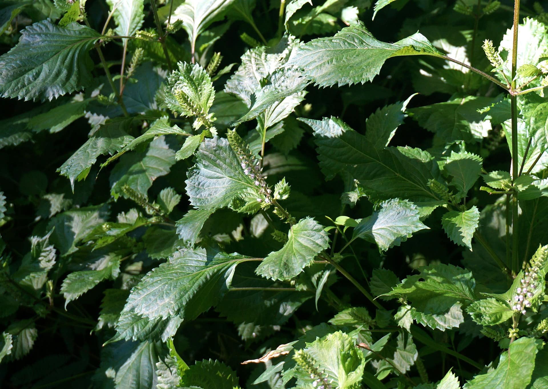 25 Best Plants to Grow in Water (with Pictures)
