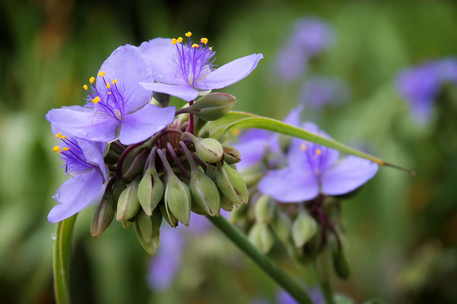25 Best Plants to Grow in Water (with Pictures)
