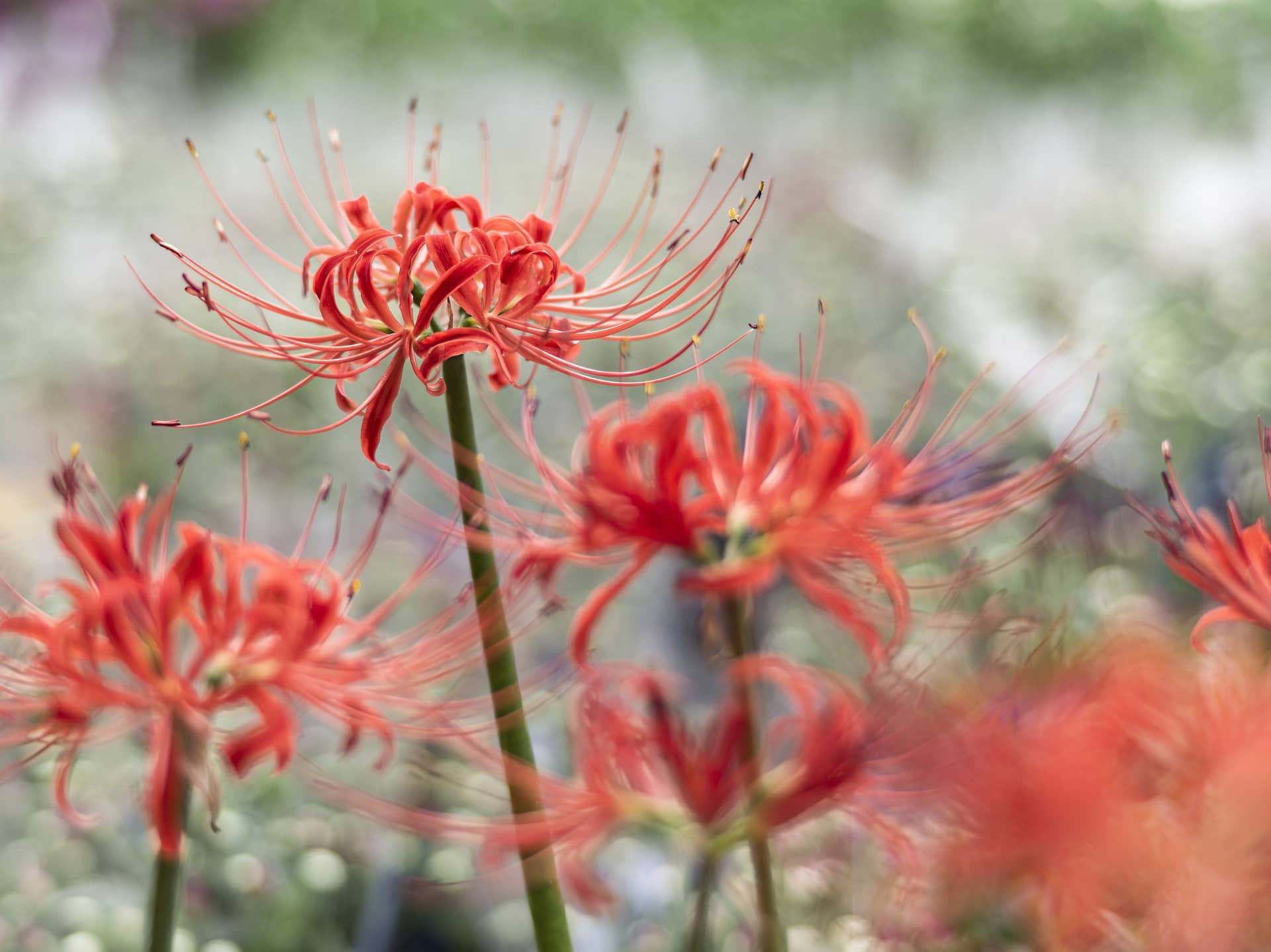 25 Best Plants to Grow in Water (with Pictures)