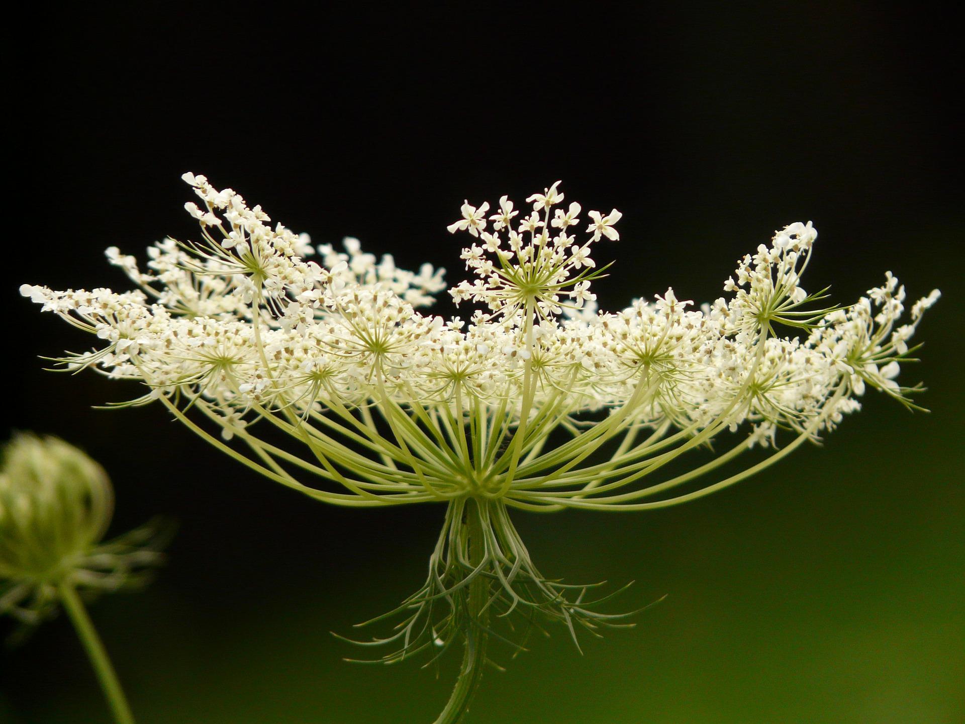 25 Best Plants to Grow in Water (with Pictures)