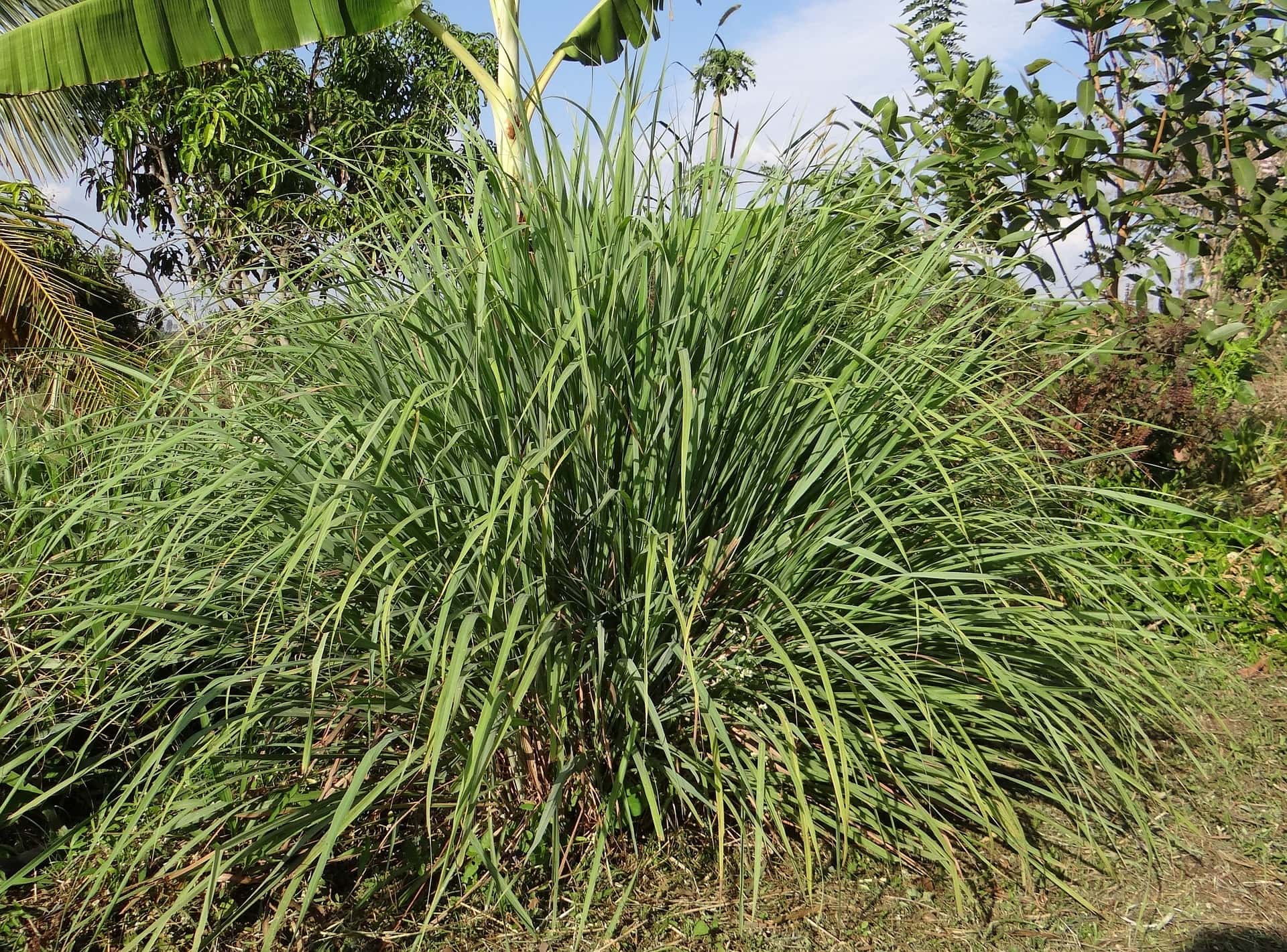 25 Best Plants to Grow in Water (with Pictures)