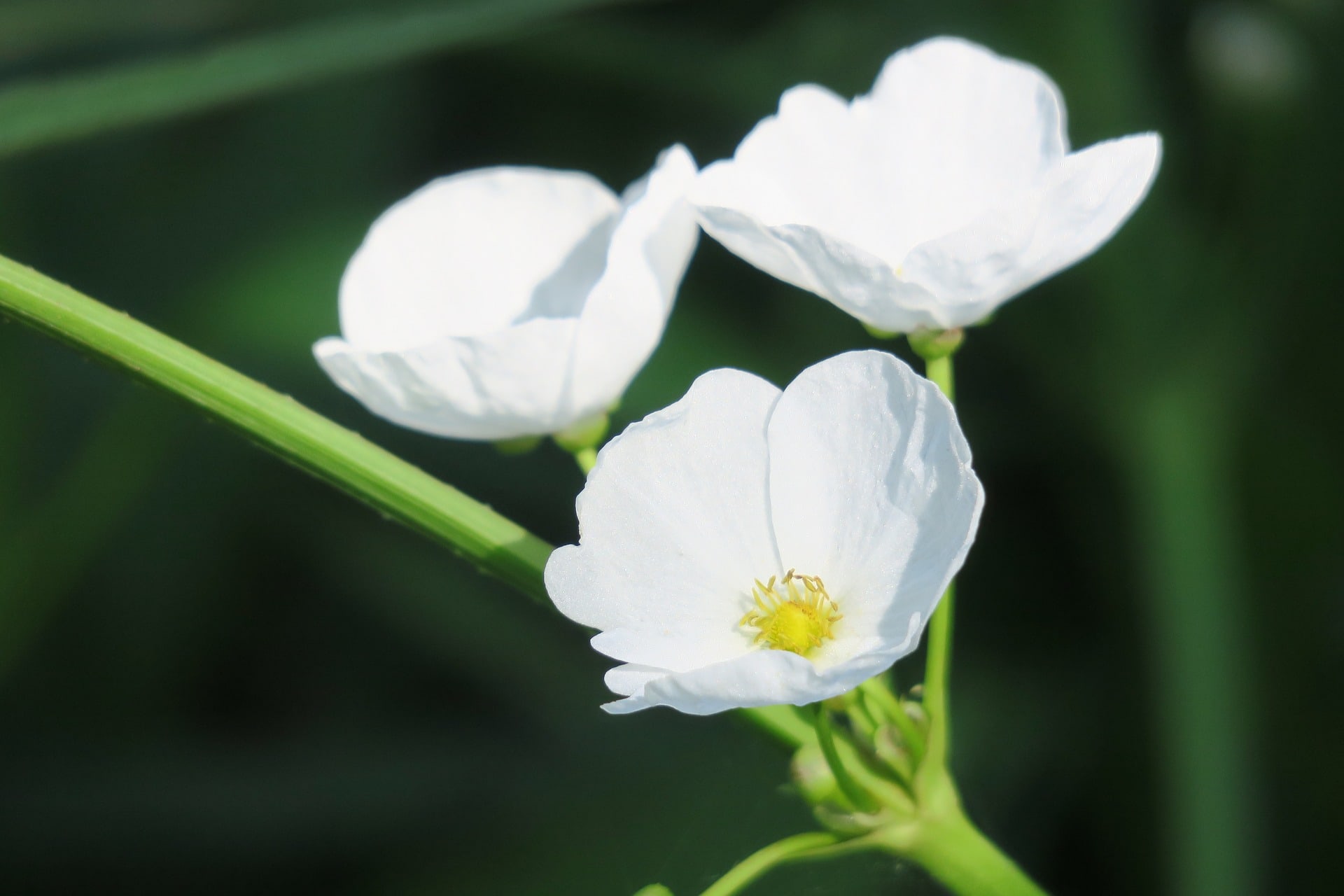 25 Best Plants to Grow in Water (with Pictures)