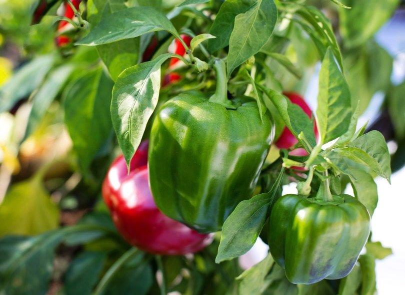 10 Best Vegetables to Grow in Raised Beds (with Pictures)