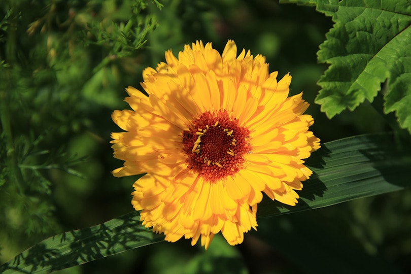 20 Easy Plants for Kids To Grow (with Pictures)