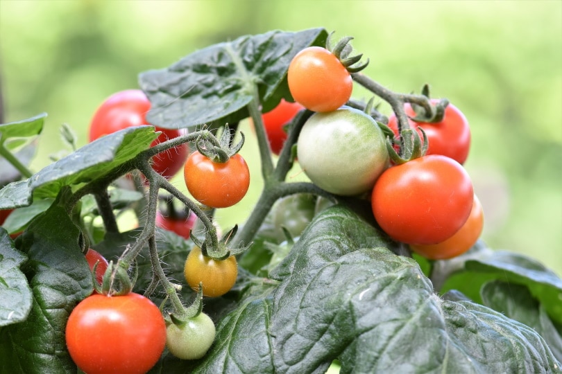 20 Easy Plants for Kids To Grow (with Pictures)