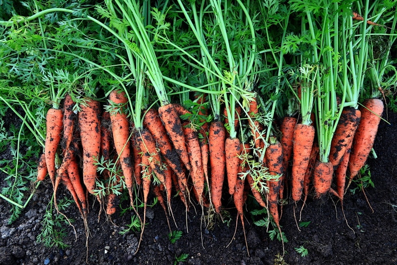 20 Easy Plants for Kids To Grow (with Pictures)