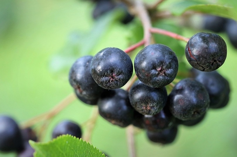 20 Easy Plants for Kids To Grow (with Pictures)