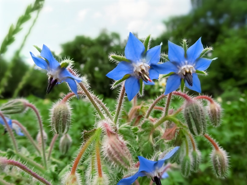 20 Easy Plants for Kids To Grow (with Pictures)