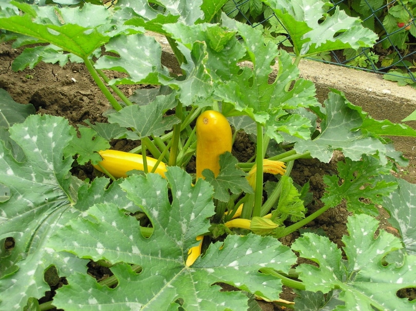 20 Easy Plants for Kids To Grow (with Pictures)