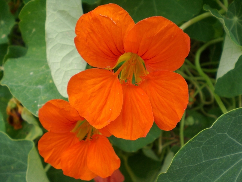 20 Easy Plants for Kids To Grow (with Pictures)