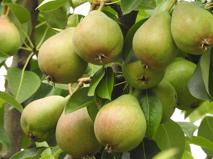 7 Best Fruit Trees to Grow in Ohio (With Pictures)
