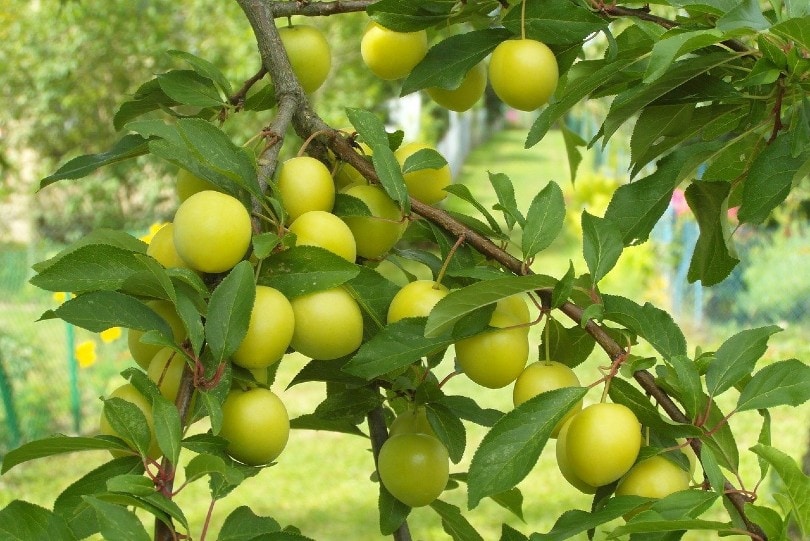 7 Best Fruit Trees to Grow in Ohio (With Pictures)