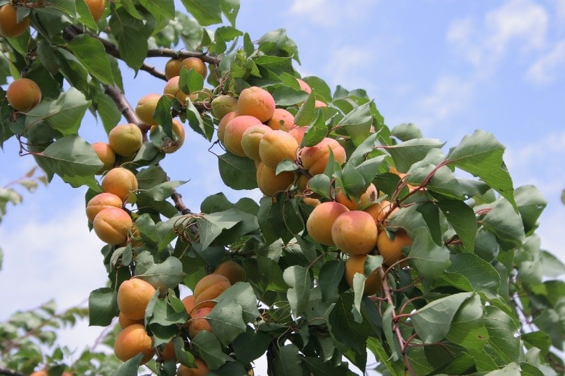 7 Best Fruit Trees to Grow in Ohio (With Pictures)