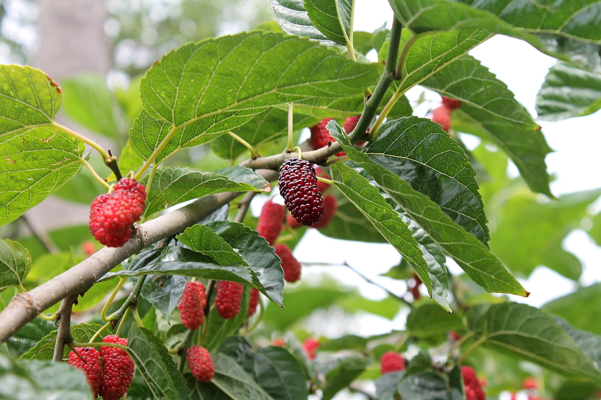 7 Best Fruit Trees to Grow in Ohio (With Pictures)
