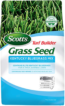 5 Best Grasses for Dog Urine in 2022 – Reviews & Top Picks