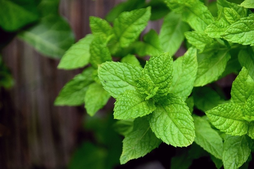 9 Easiest Edible Plants to Grow Indoors (With Pictures)