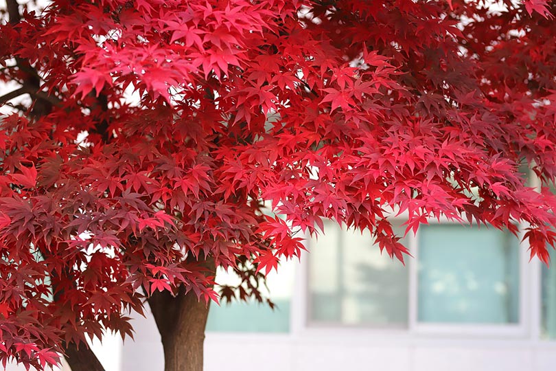 17 Fastest Growing Trees – Easy Trees to Grow in Your Yard