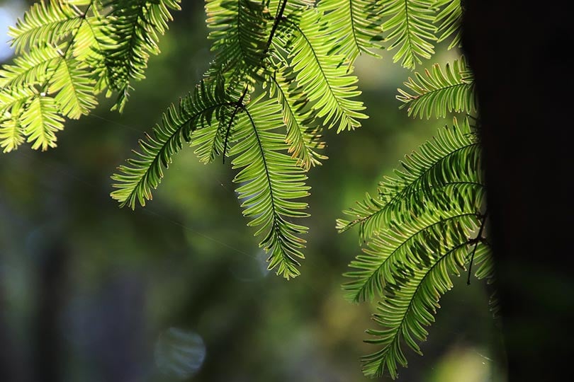 17 Fastest Growing Trees – Easy Trees to Grow in Your Yard