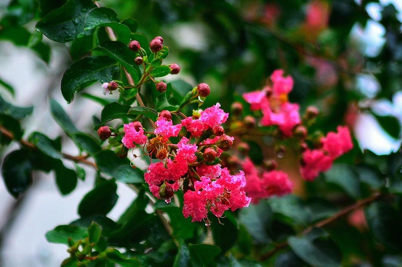 17 Fastest Growing Trees – Easy Trees to Grow in Your Yard