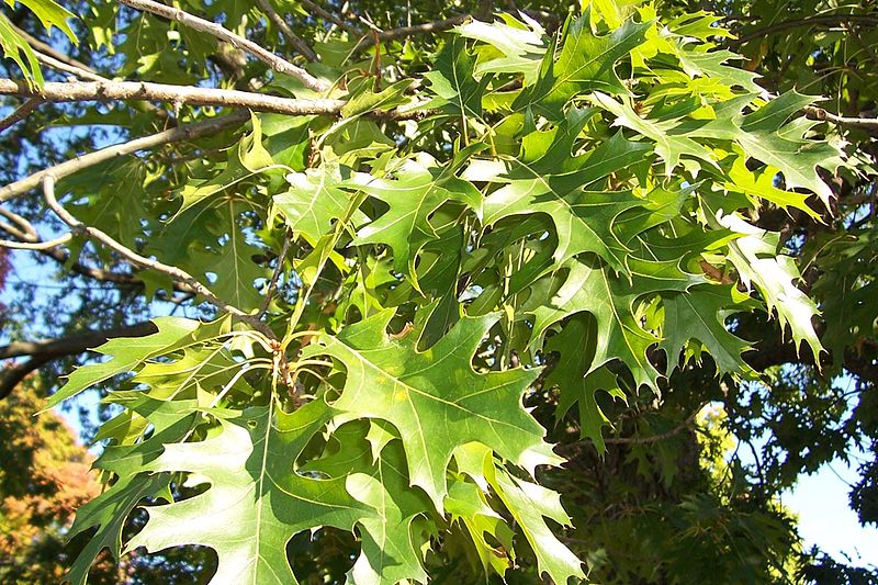 17 Fastest Growing Trees – Easy Trees to Grow in Your Yard