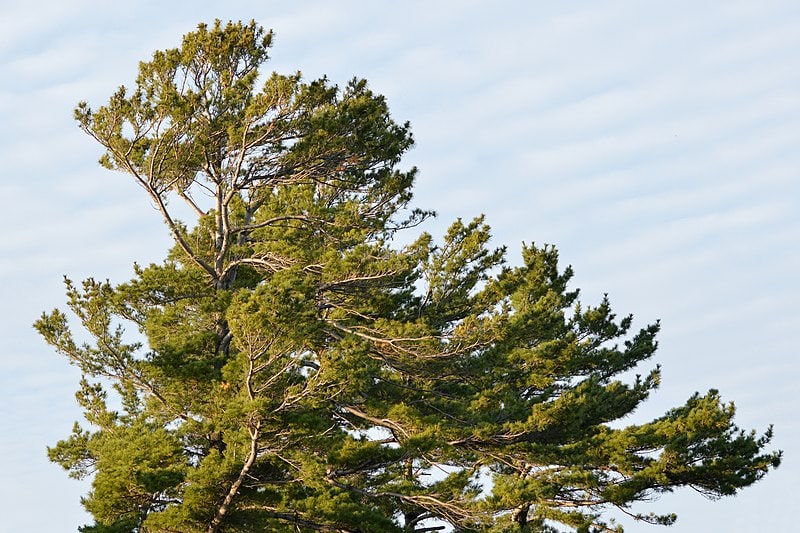 17 Fastest Growing Trees – Easy Trees to Grow in Your Yard