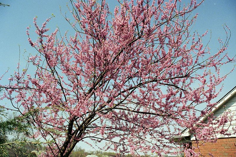17 Fastest Growing Trees – Easy Trees to Grow in Your Yard