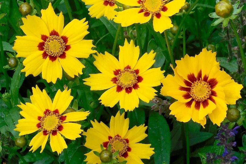 26 Best Flowers to Grow In Florida (With Pictures)