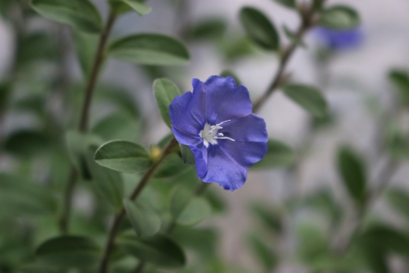 26 Best Flowers to Grow In Florida (With Pictures)